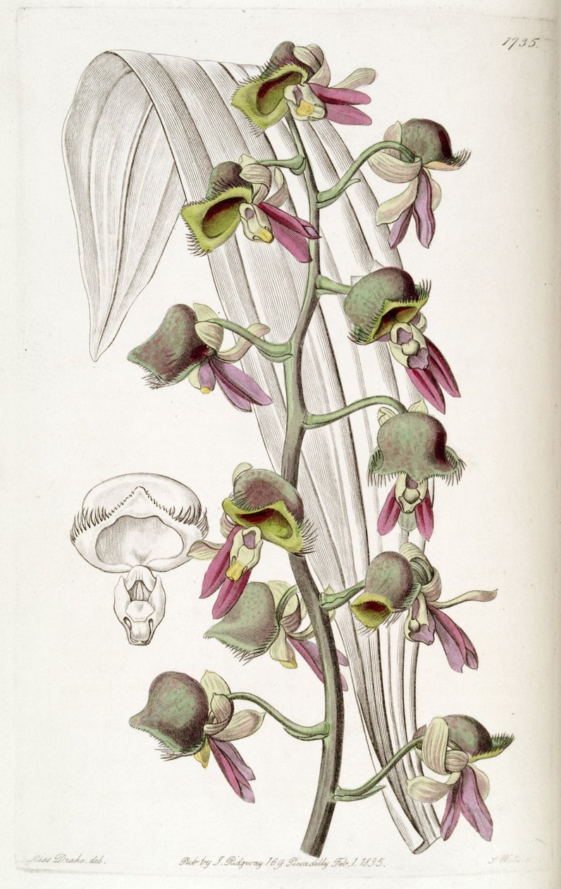 Catasetum discolor (como sin. Monachanthus discolor) de Miss Drake