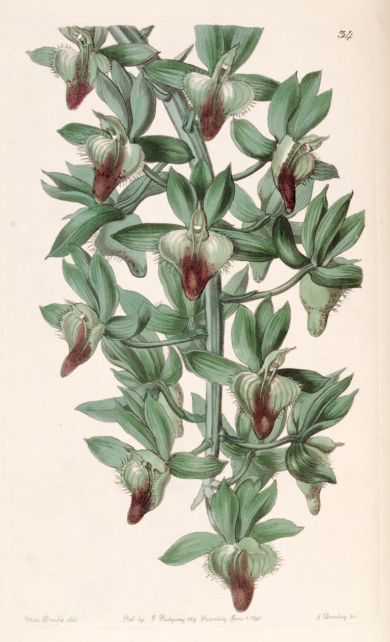 Catasetum socco de Miss Drake