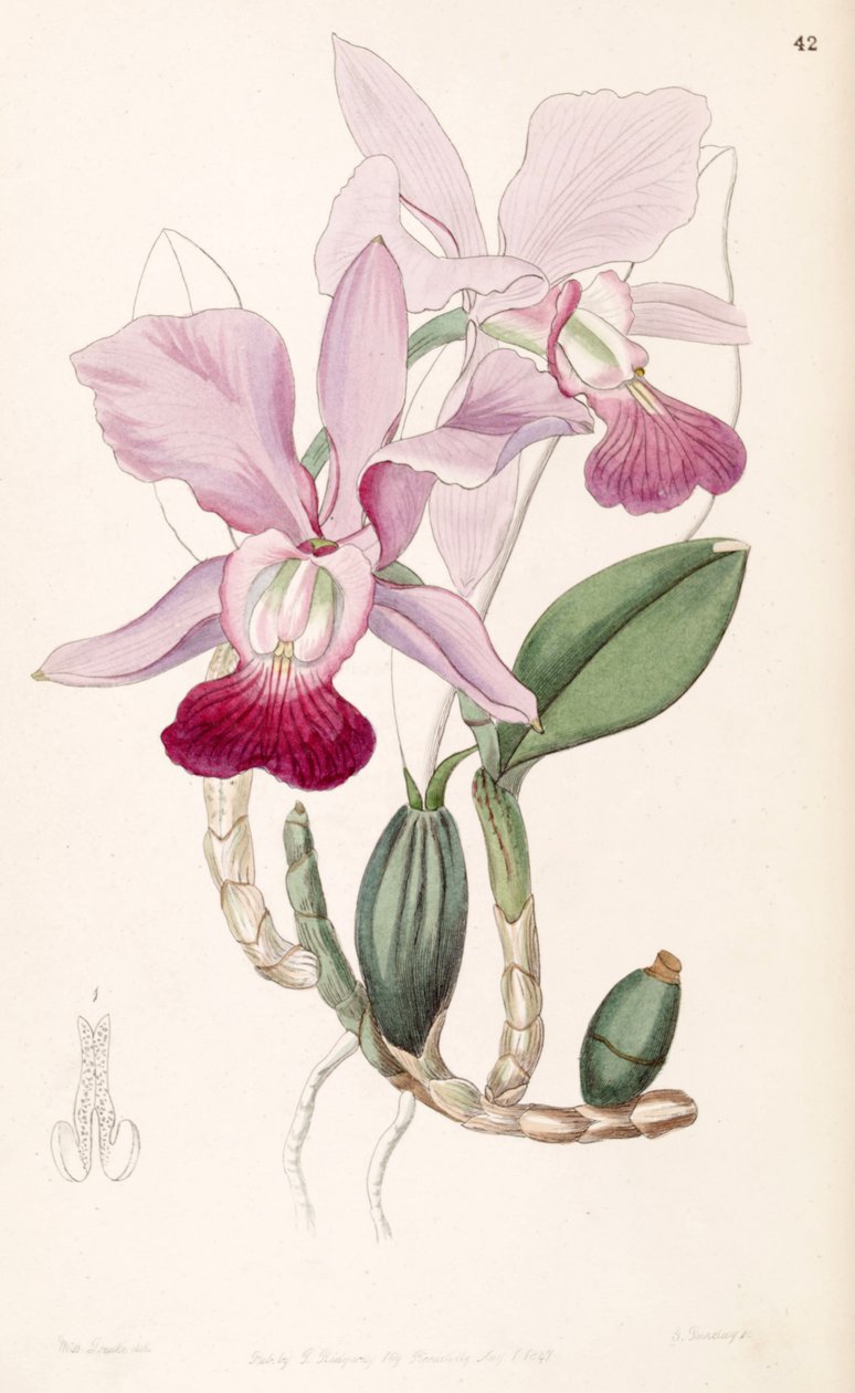 Cattleya walkeriana (como sin. Cattleya bulbosa) de Miss Drake