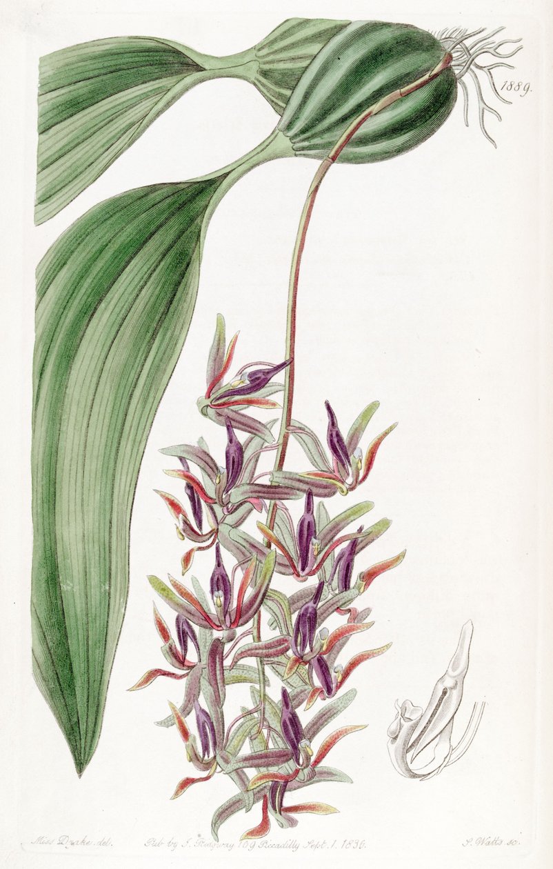 Cirrhaea dependens de Miss Drake