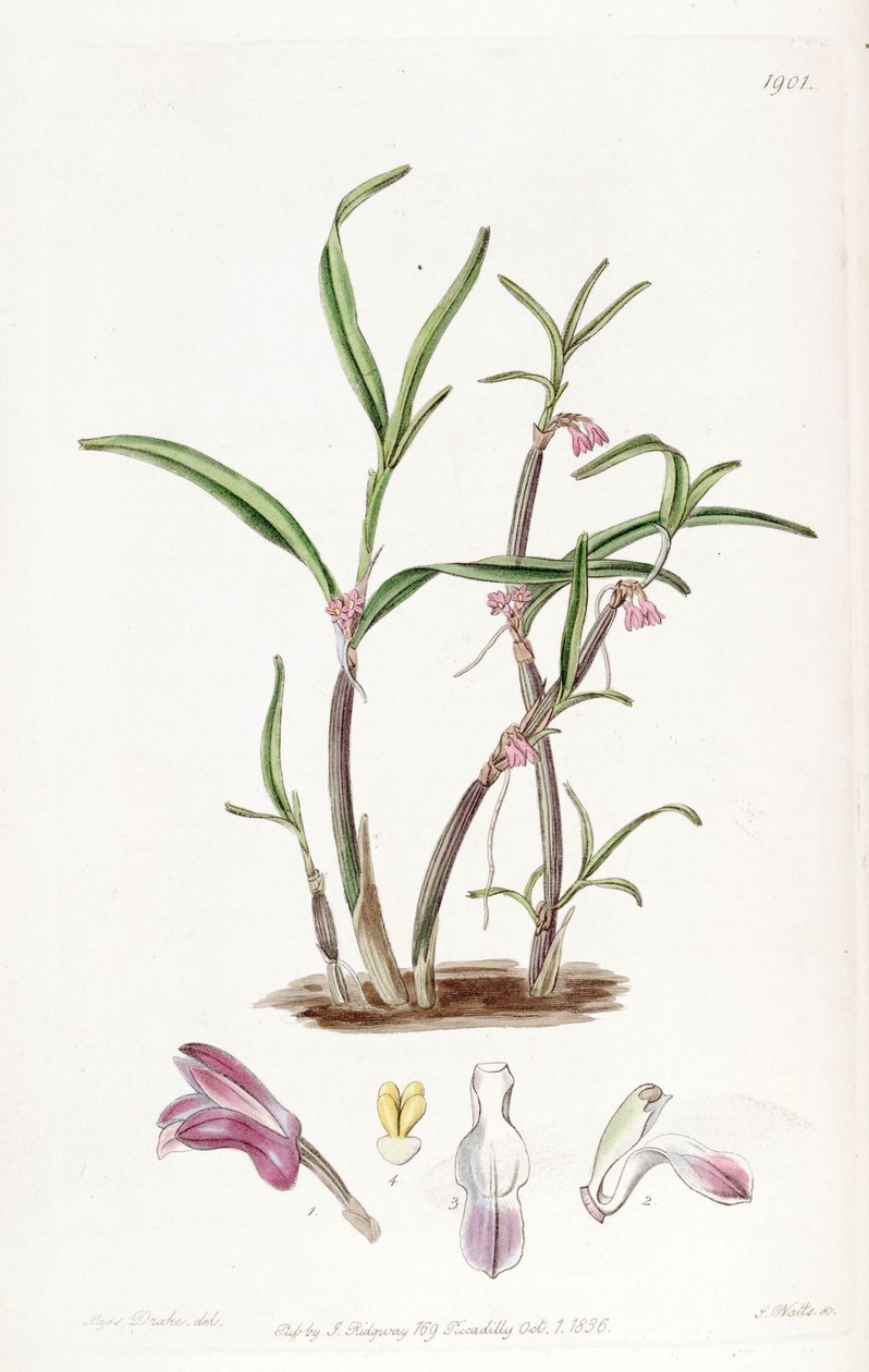 Cladobium graminifolium de Miss Drake