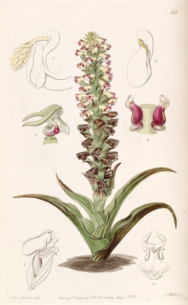 Corycium orobanchoides de Miss Drake