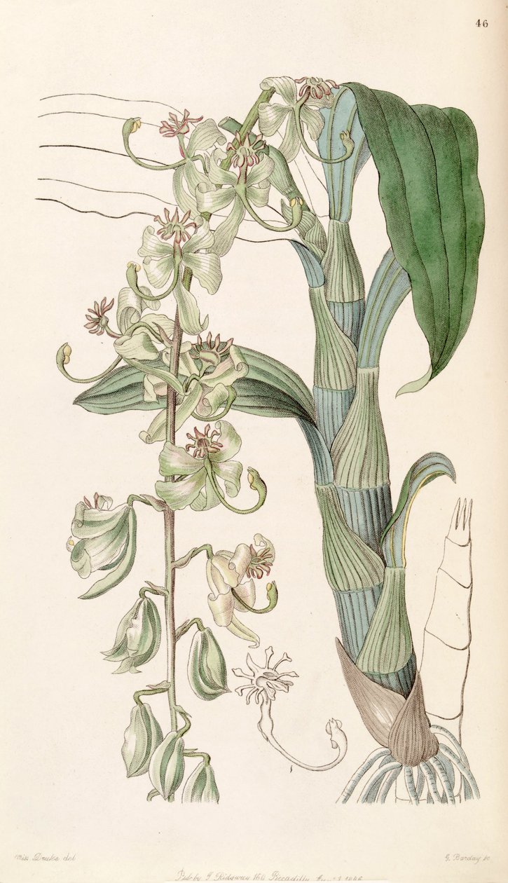 Cycnoches stelliferum de Miss Drake