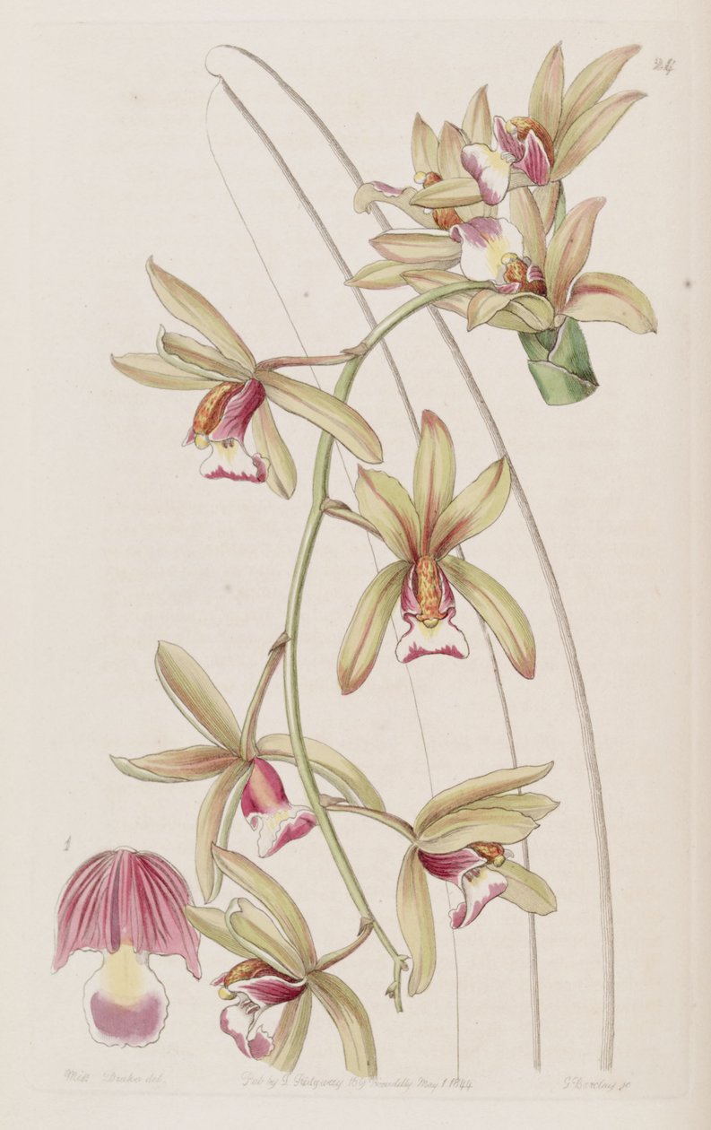 Cymbidium aloifolium de Miss Drake