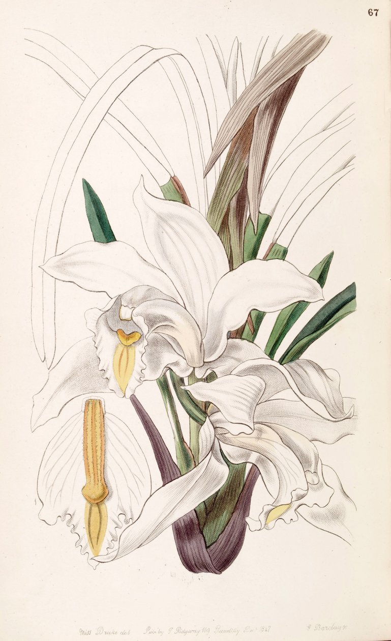 Cymbidium eburneum de Miss Drake