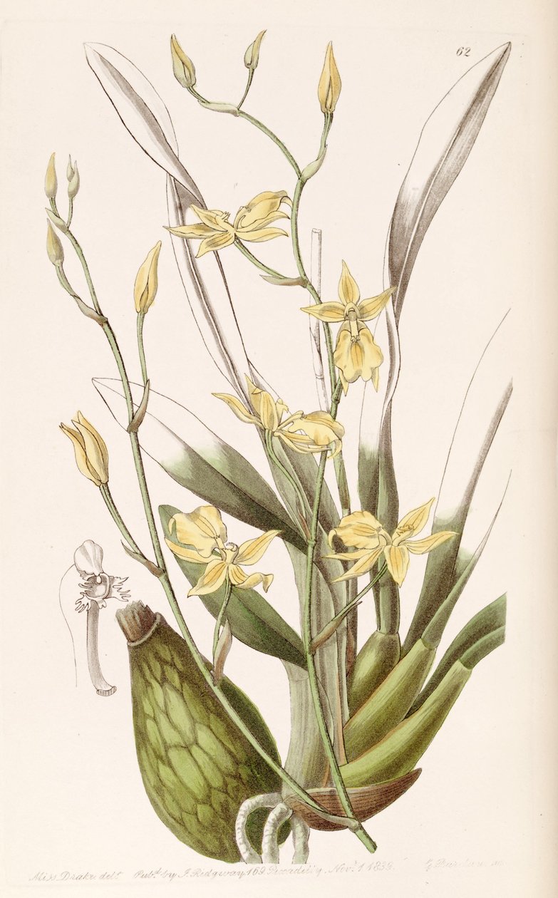 Cyrtochilum aureum de Miss Drake
