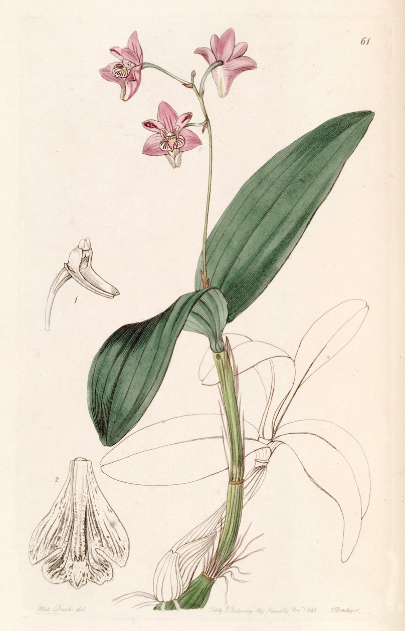 Dendrobium kingianum de Miss Drake