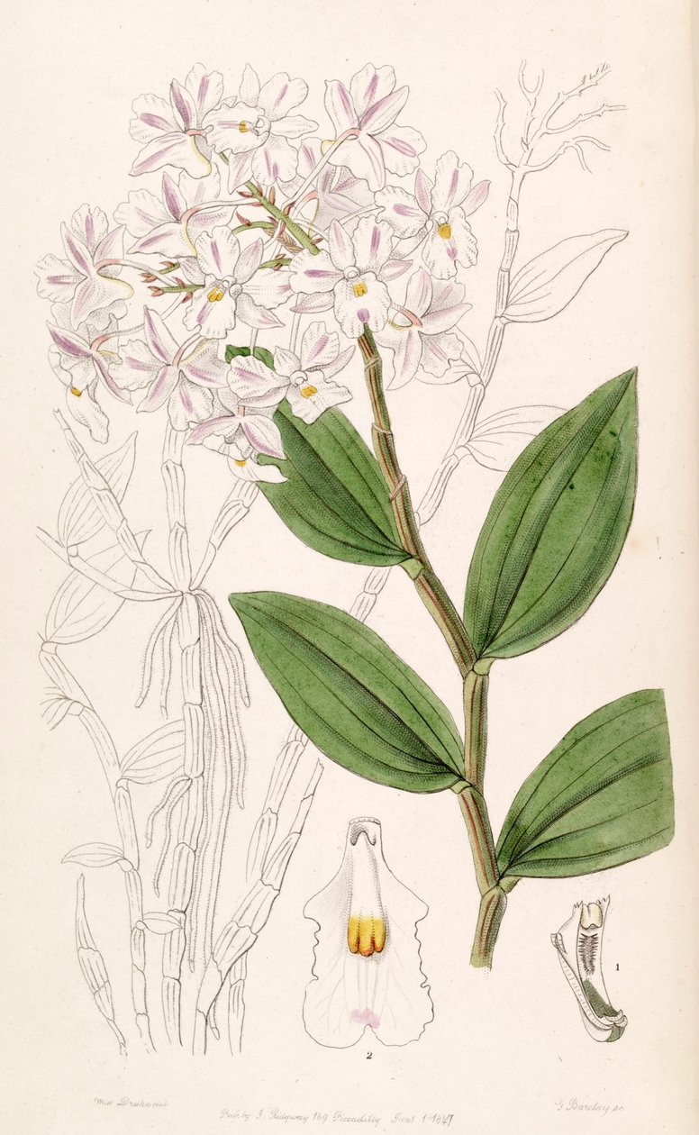 Dendrobium mutabile de Miss Drake