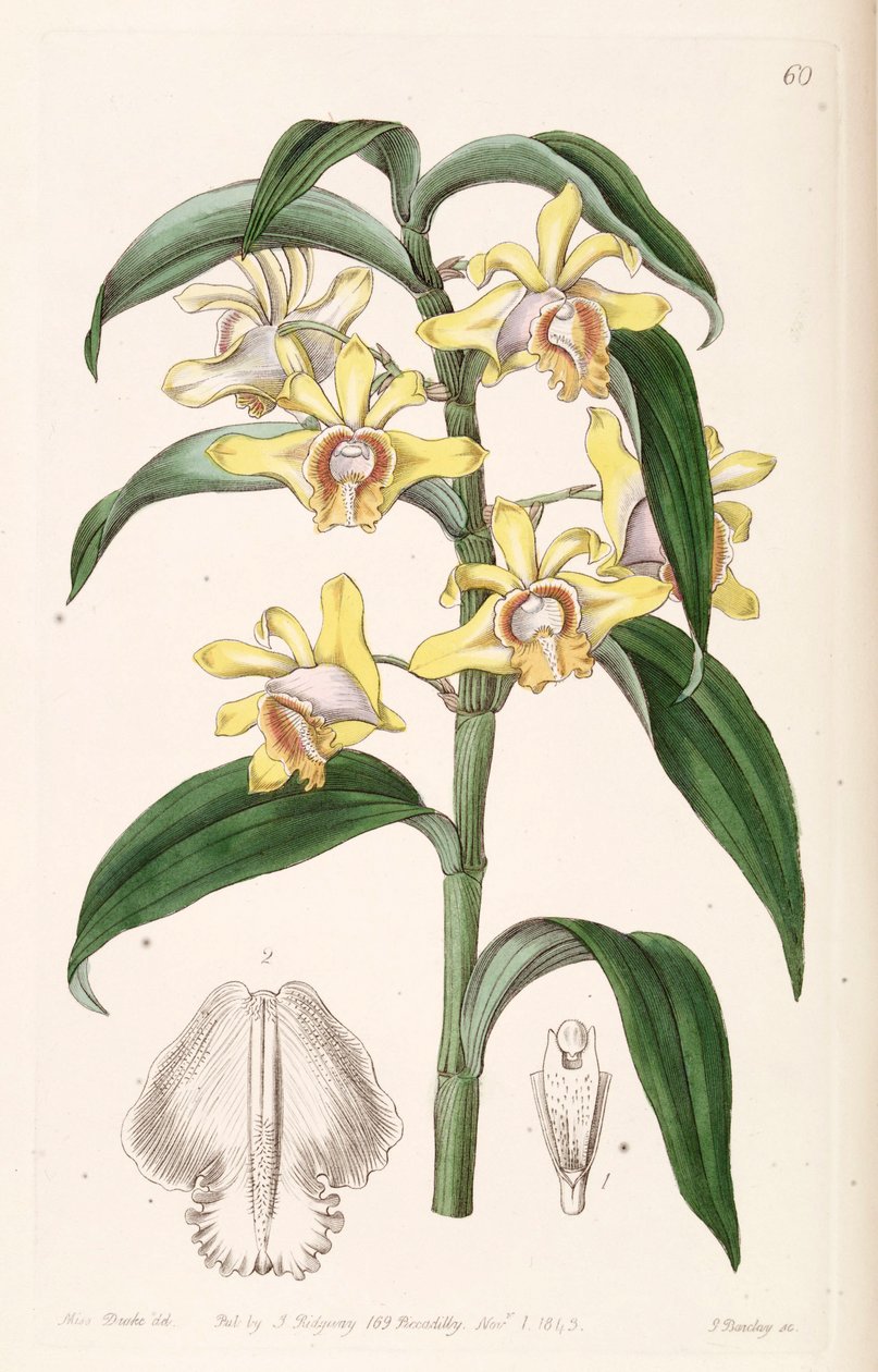 Dendrobium ruckeri de Miss Drake