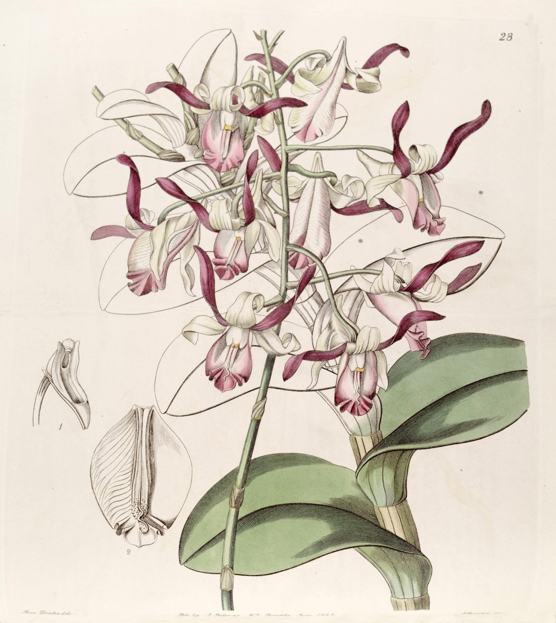 Dendrobium taurinum de Miss Drake