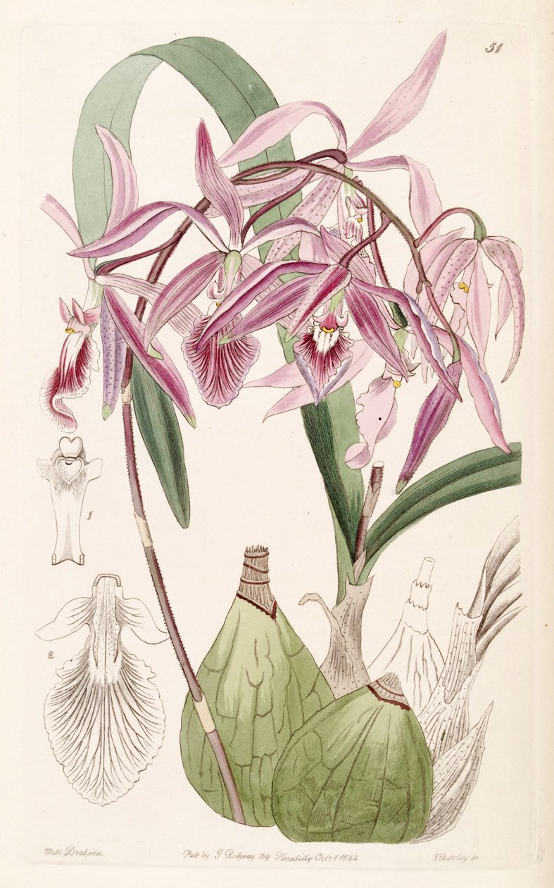 Encyclia adenocaula de Miss Drake