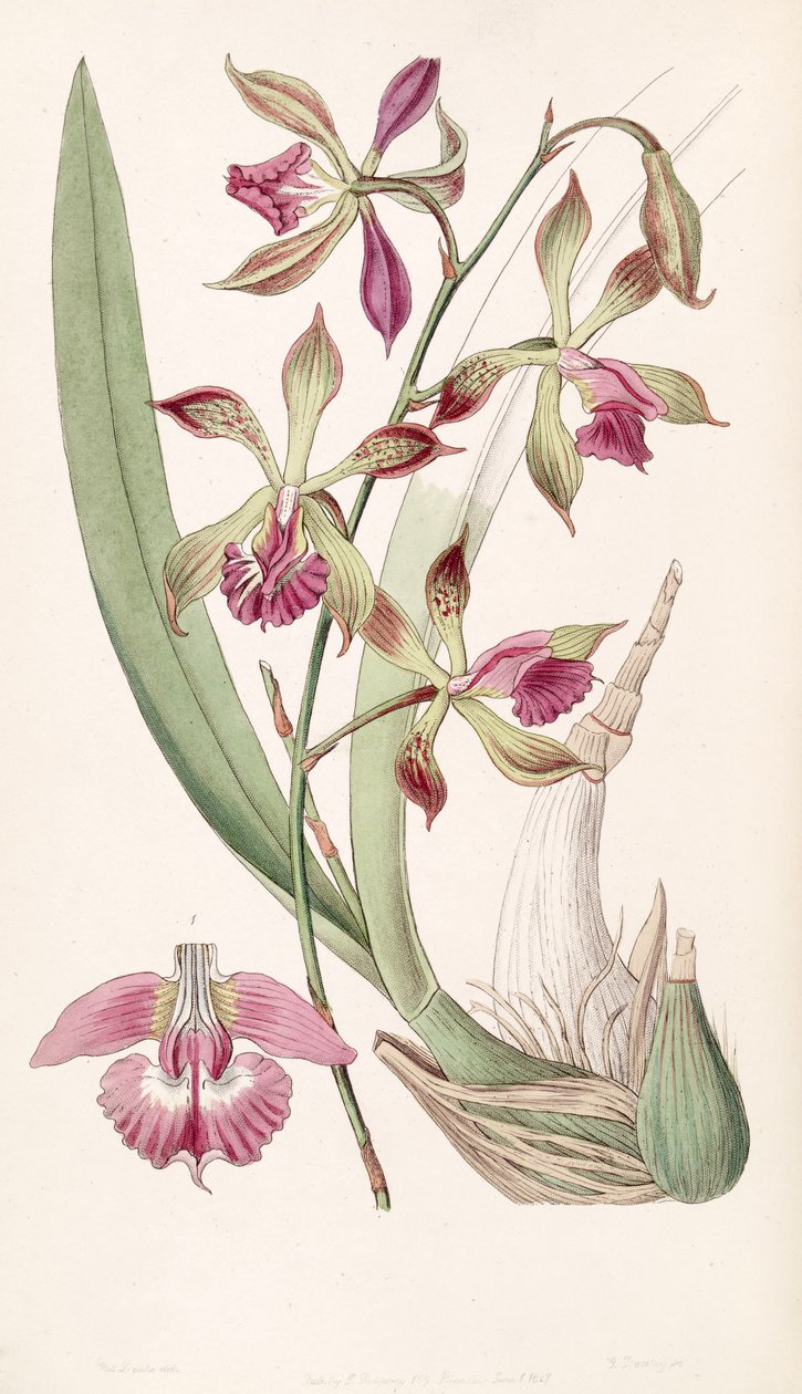 Encyclia plicata (como sin. Epidendrum plicatum) de Miss Drake
