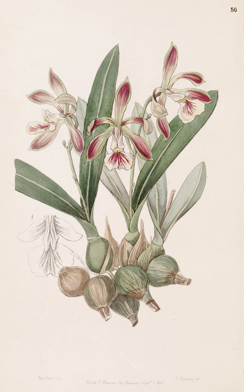 Encyclia pyriformis de Miss Drake