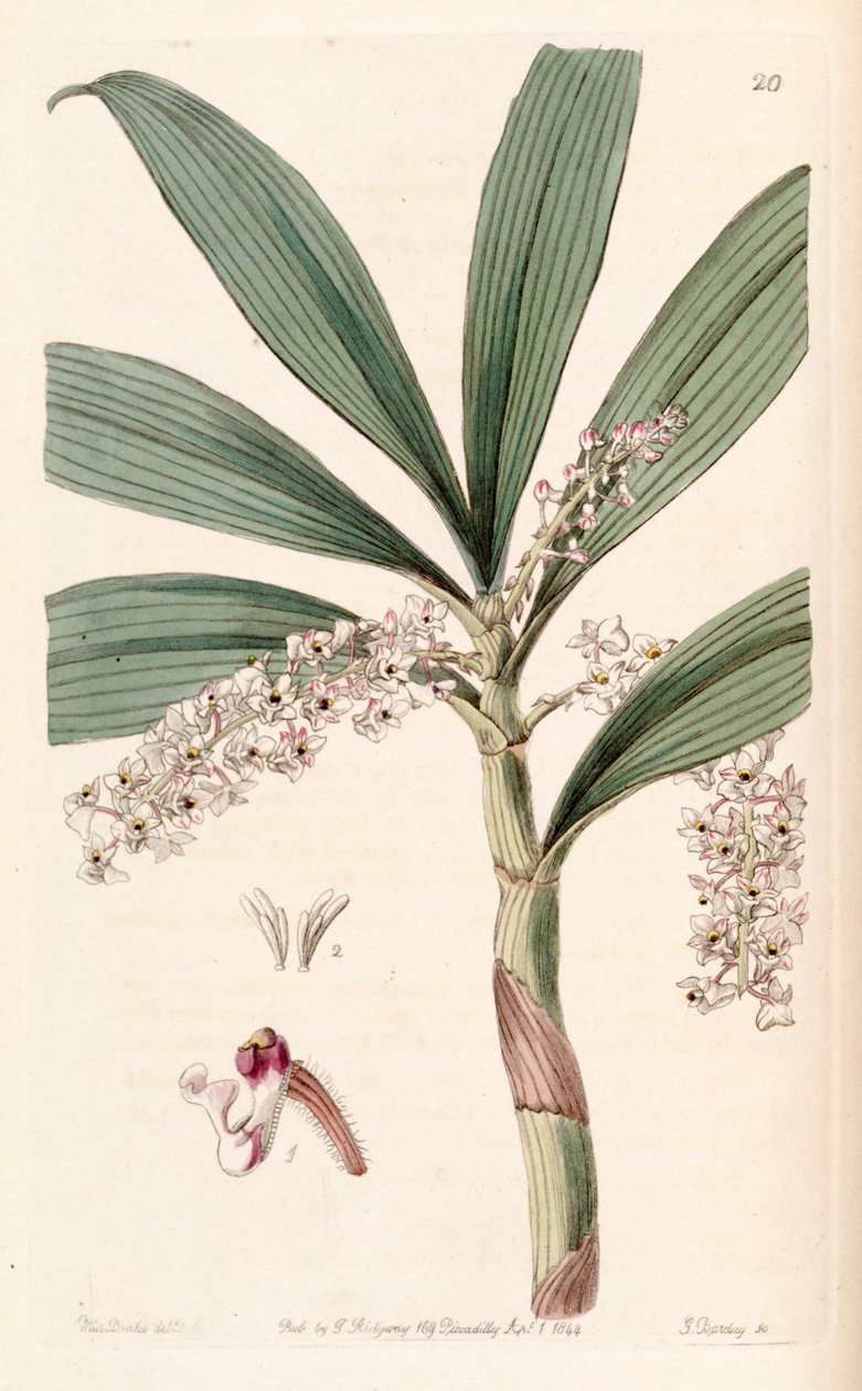 Eria floribunda de Miss Drake