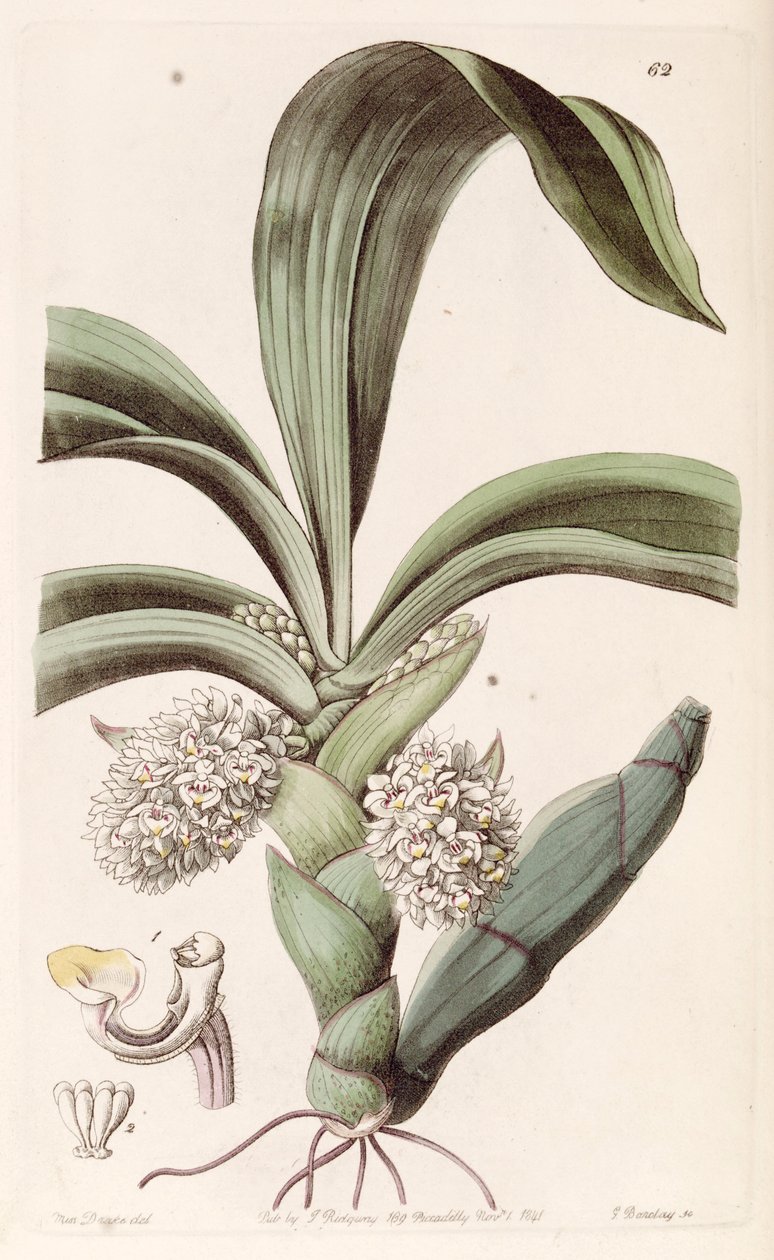 Eria spicata de Miss Drake