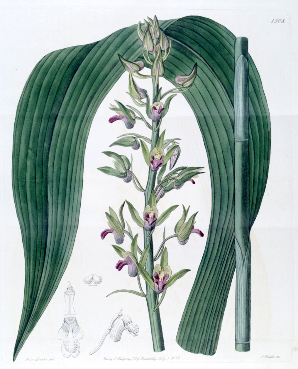Eulophia alta (como sin. Cyrtopodium woodfordii) de Miss Drake