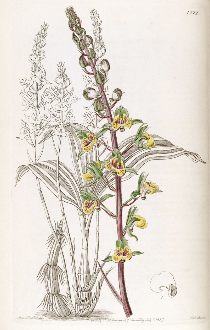 Eulophia pulchra (como sin. Eulophia macrostachya) de Miss Drake