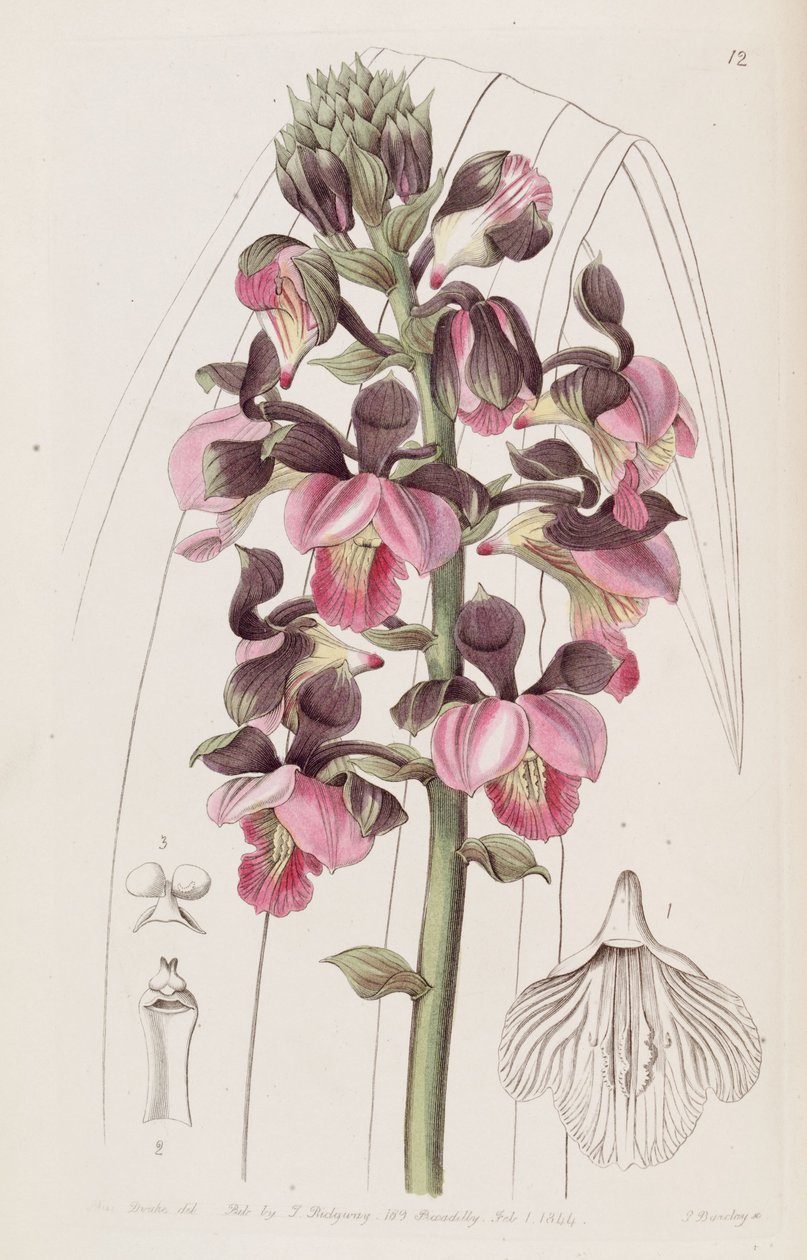 Eulophia rosea de Miss Drake