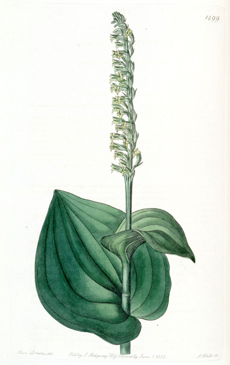 Ilustración de Gennaria diphylla (como sin. Herminium cordatum) de Miss Drake