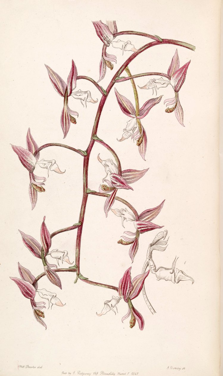 Gongora aromatica de Miss Drake