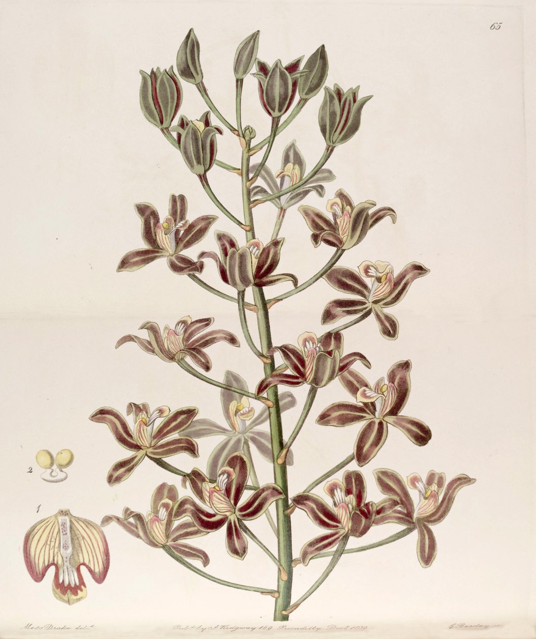 Grammatophyllum multiflorum de Miss Drake