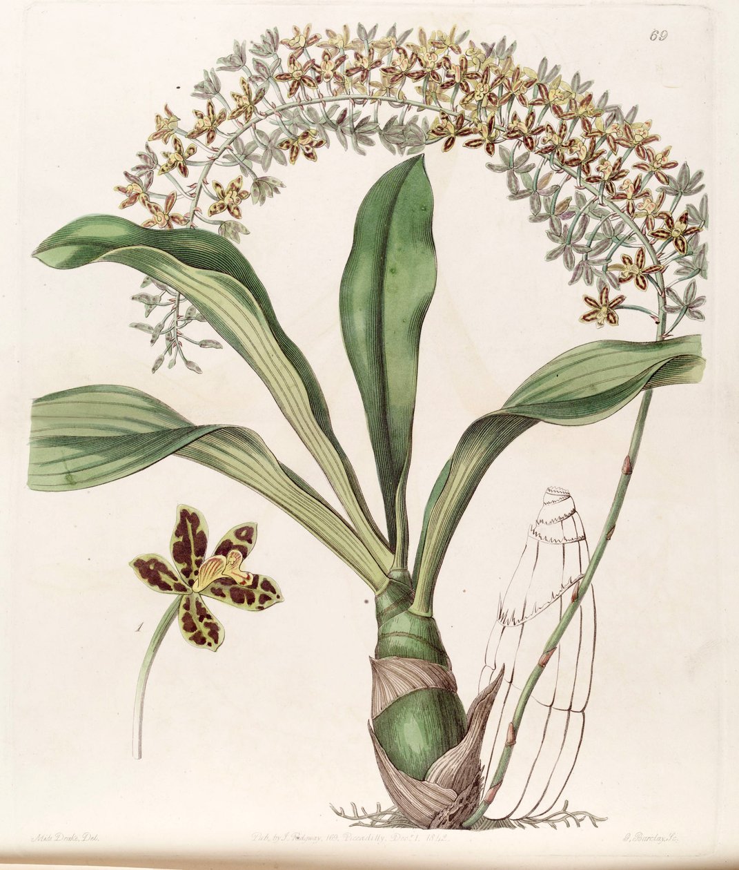 Grammatophyllum scriptum var. scriptum de Miss Drake
