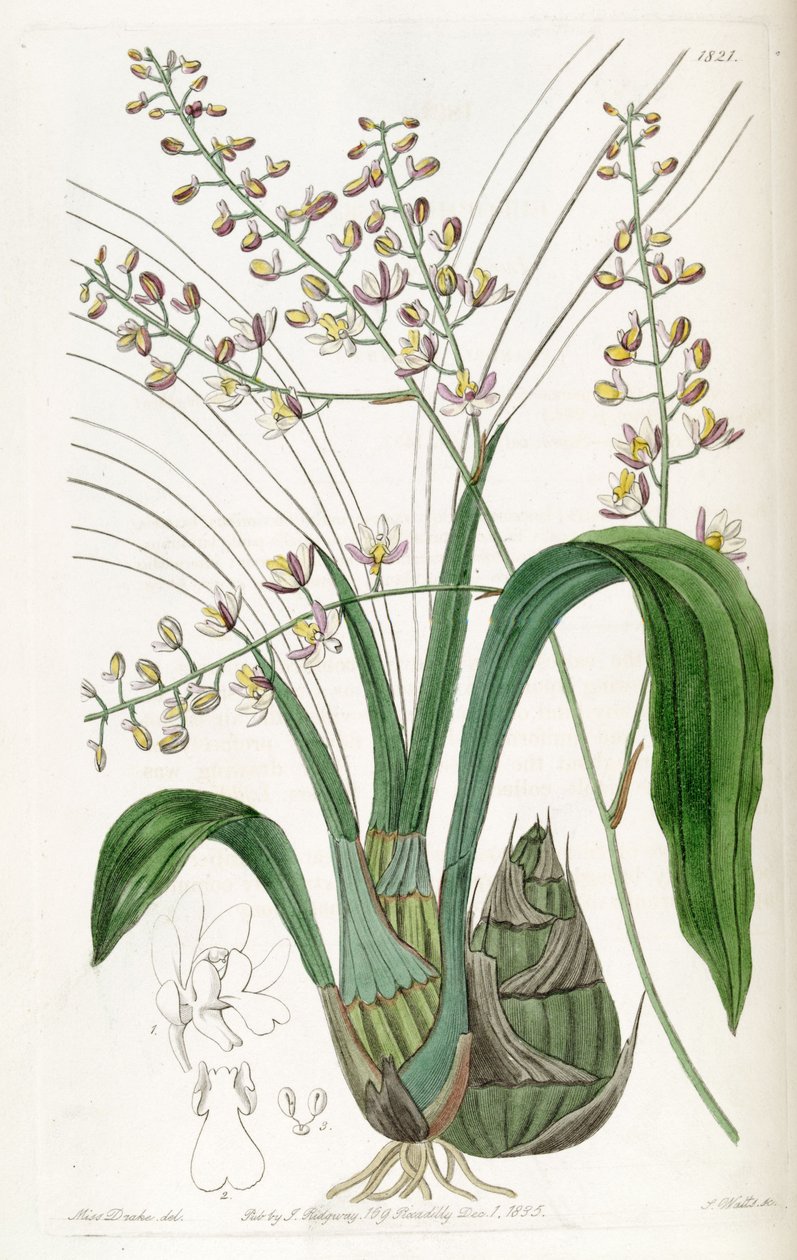 Graphorkis lurida o Graphorchis lurida (como sin. Eulophia lurida) de Miss Drake