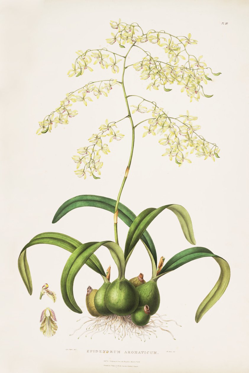Ilustración de Encyclia incumbens (como sin. Epidendrum aromaticum) de Miss Drake