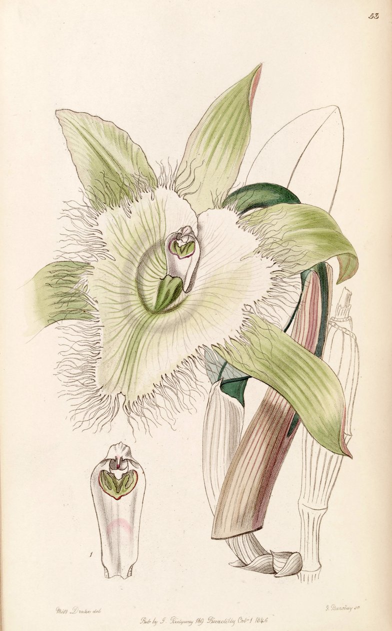 Ilustración de Rhyncholaelia digbyana de Miss Drake