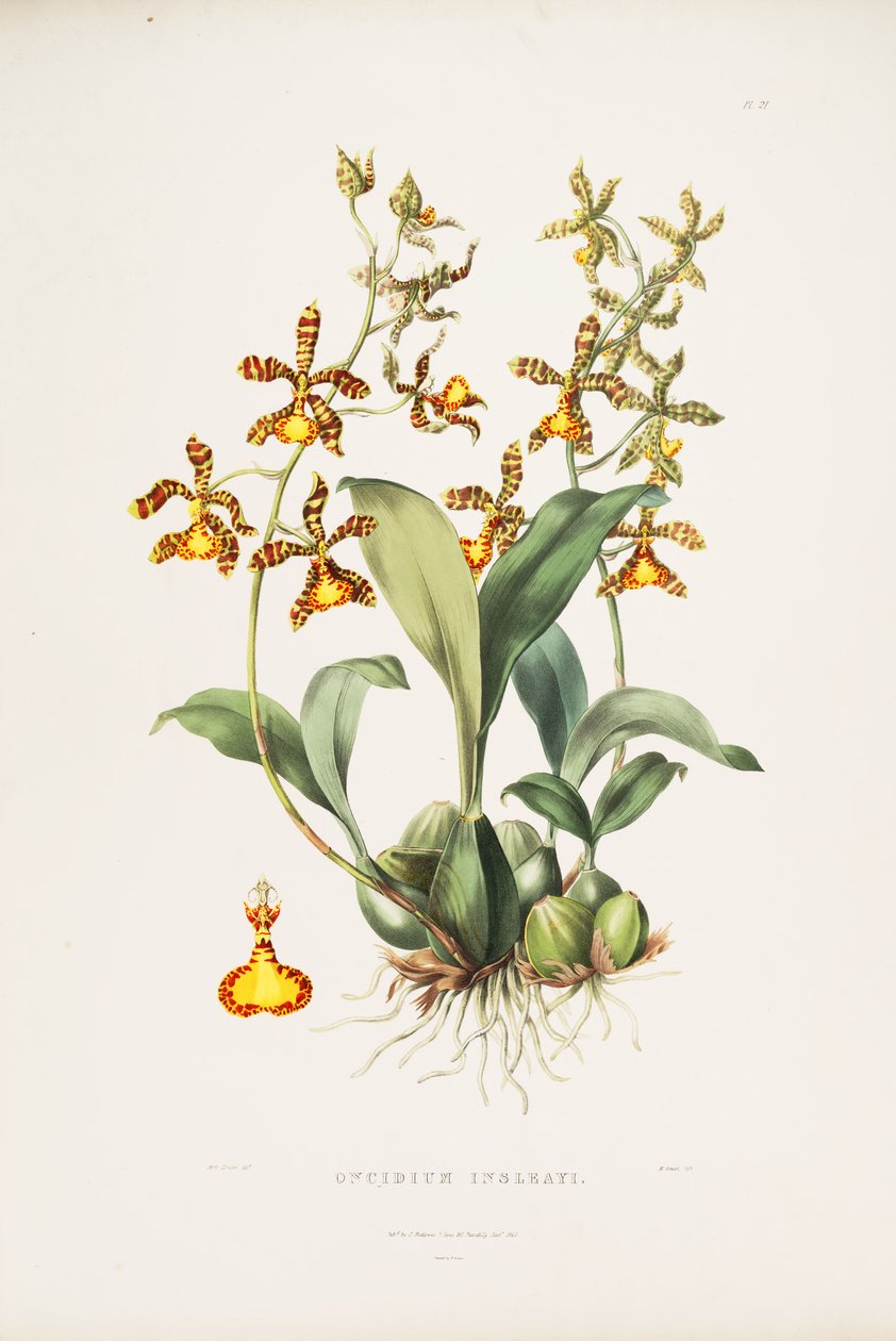 Ilustración de Rossioglossum insleayi (como sin. Oncidium insleayi) de Miss Drake