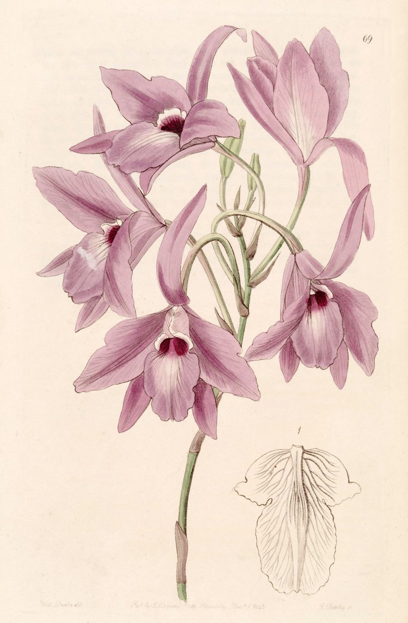 Laelia rubescens (como sin. Laelia peduncularis) de Miss Drake