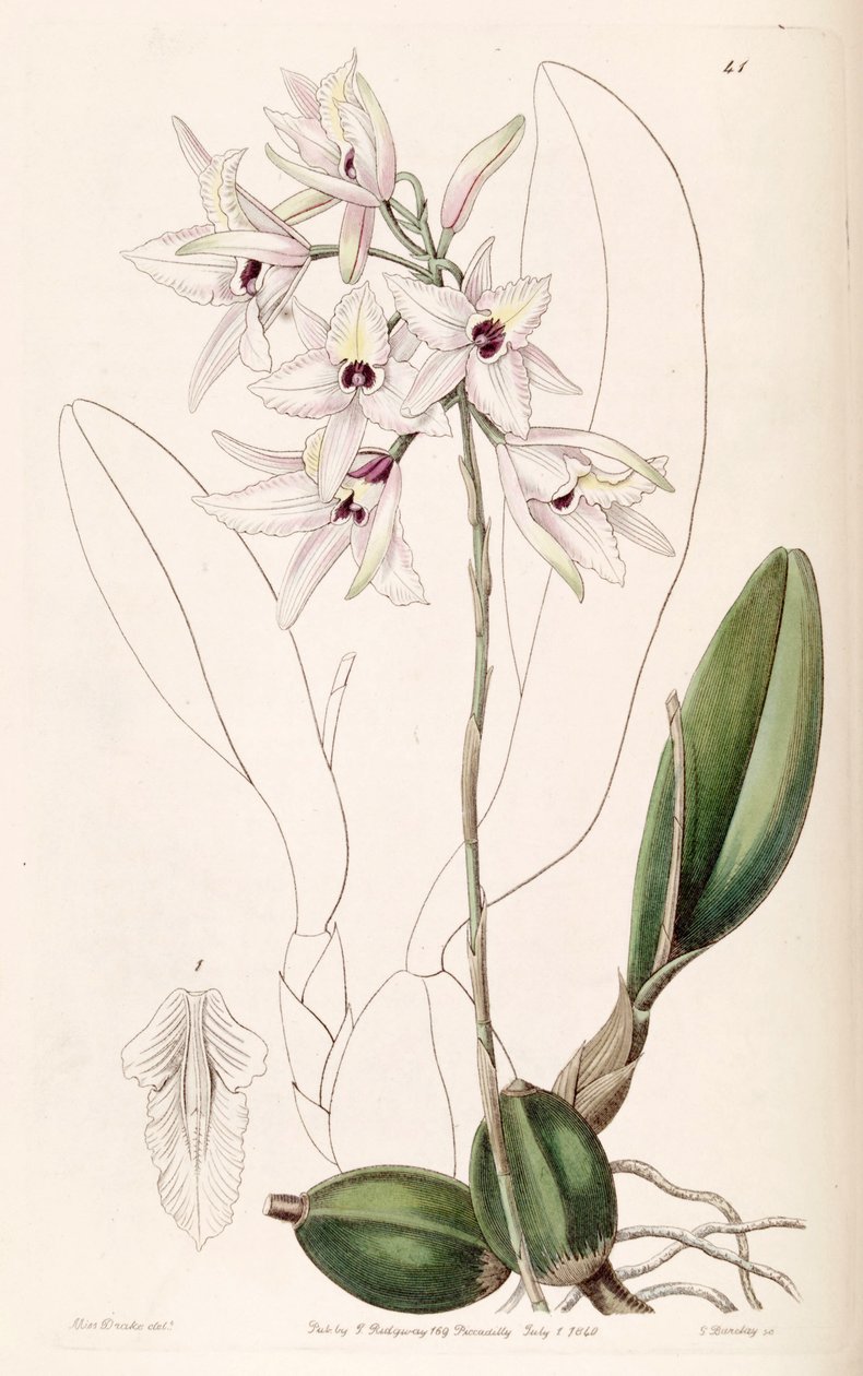 Laelia rubescens de Miss Drake