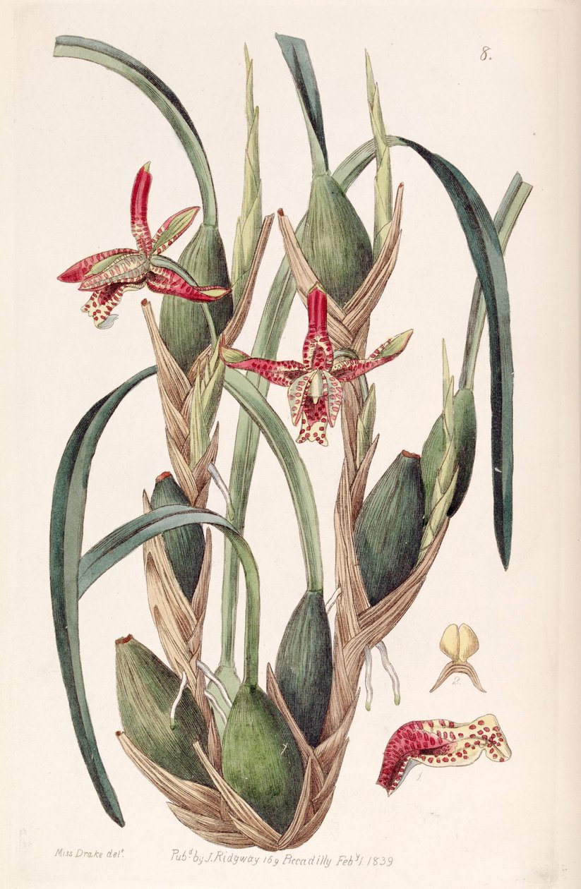 Maxillaria tenuifolia de Miss Drake