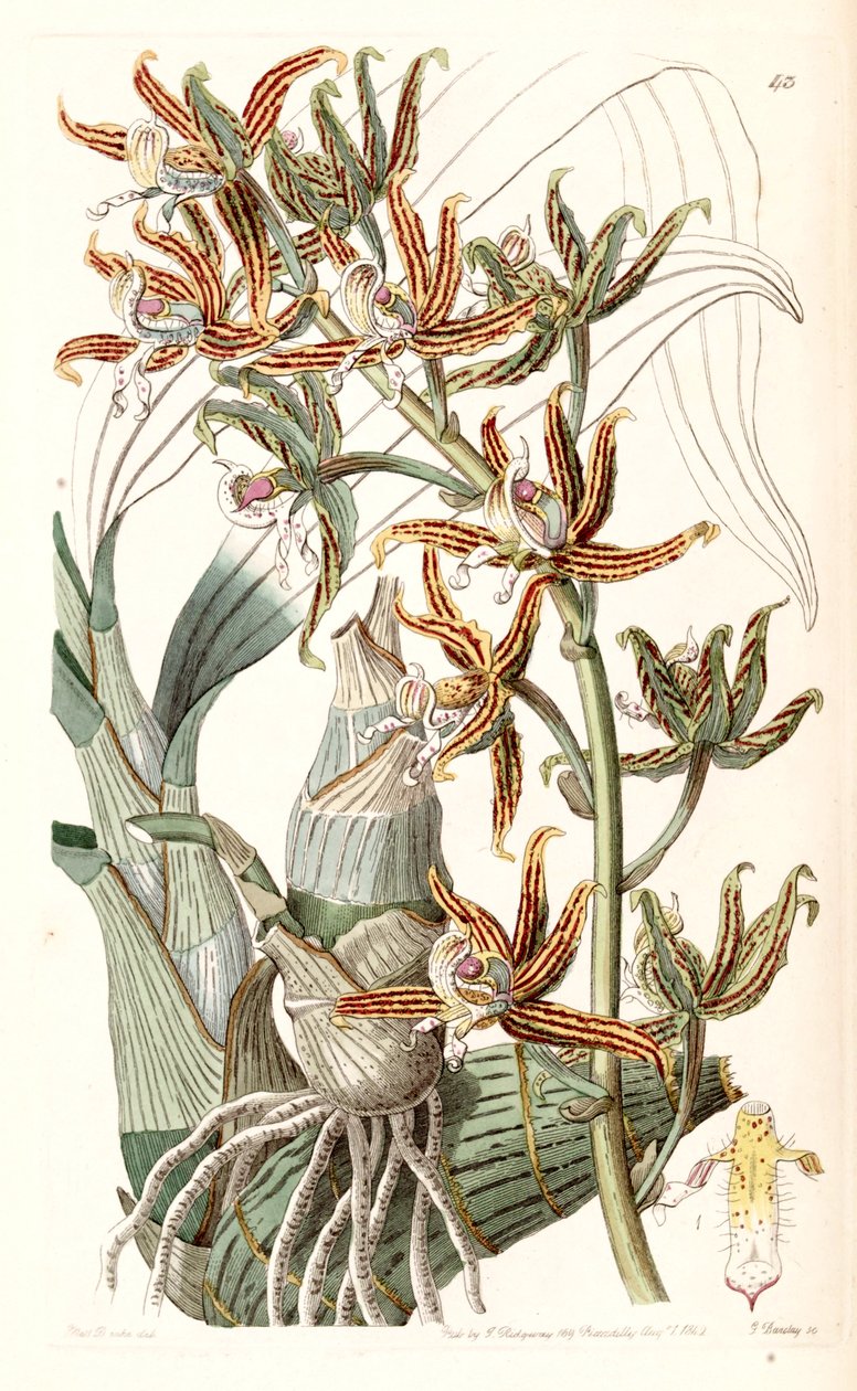 Mormodes lineata de Miss Drake