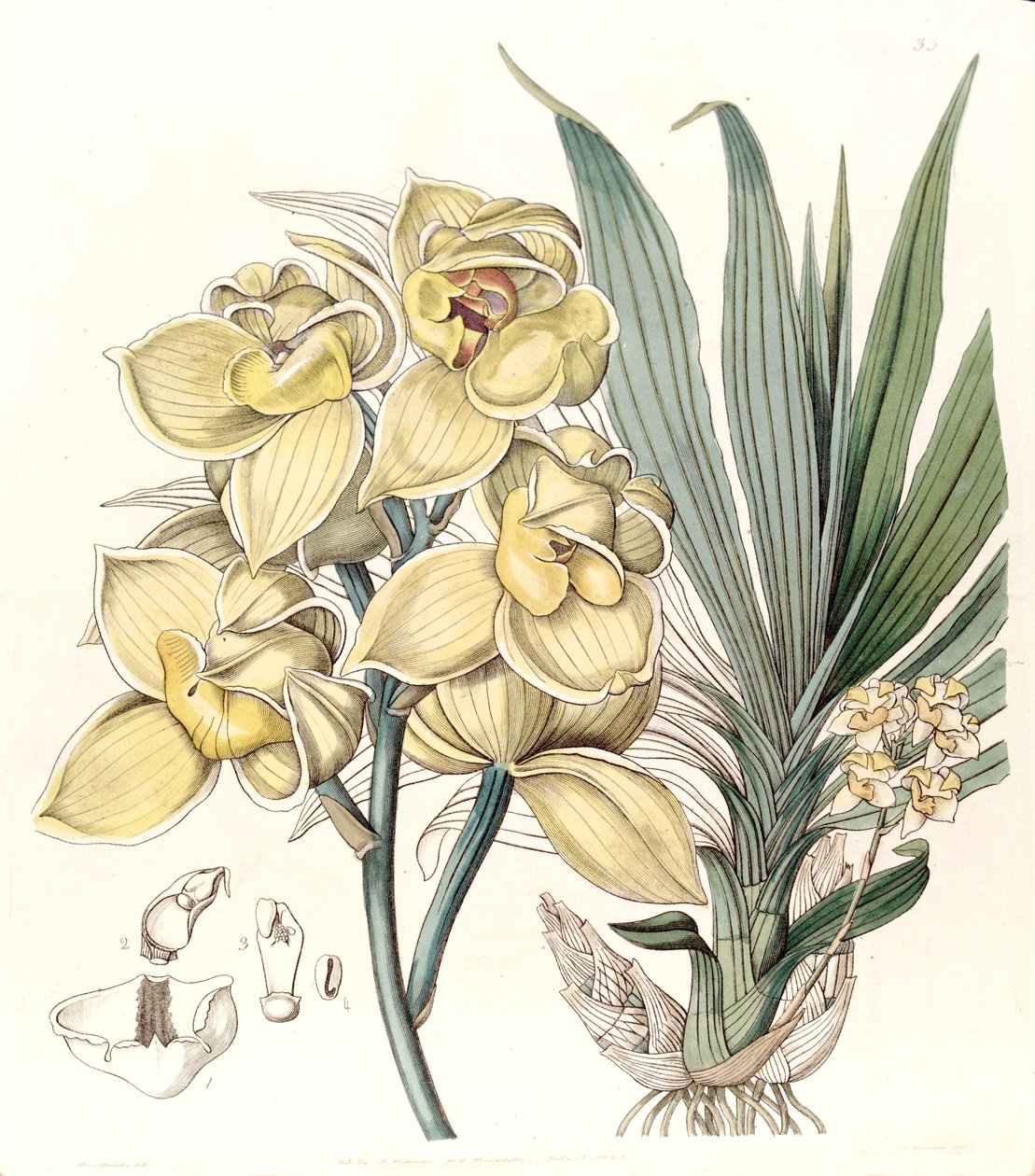 Mormodes luxata de Miss Drake