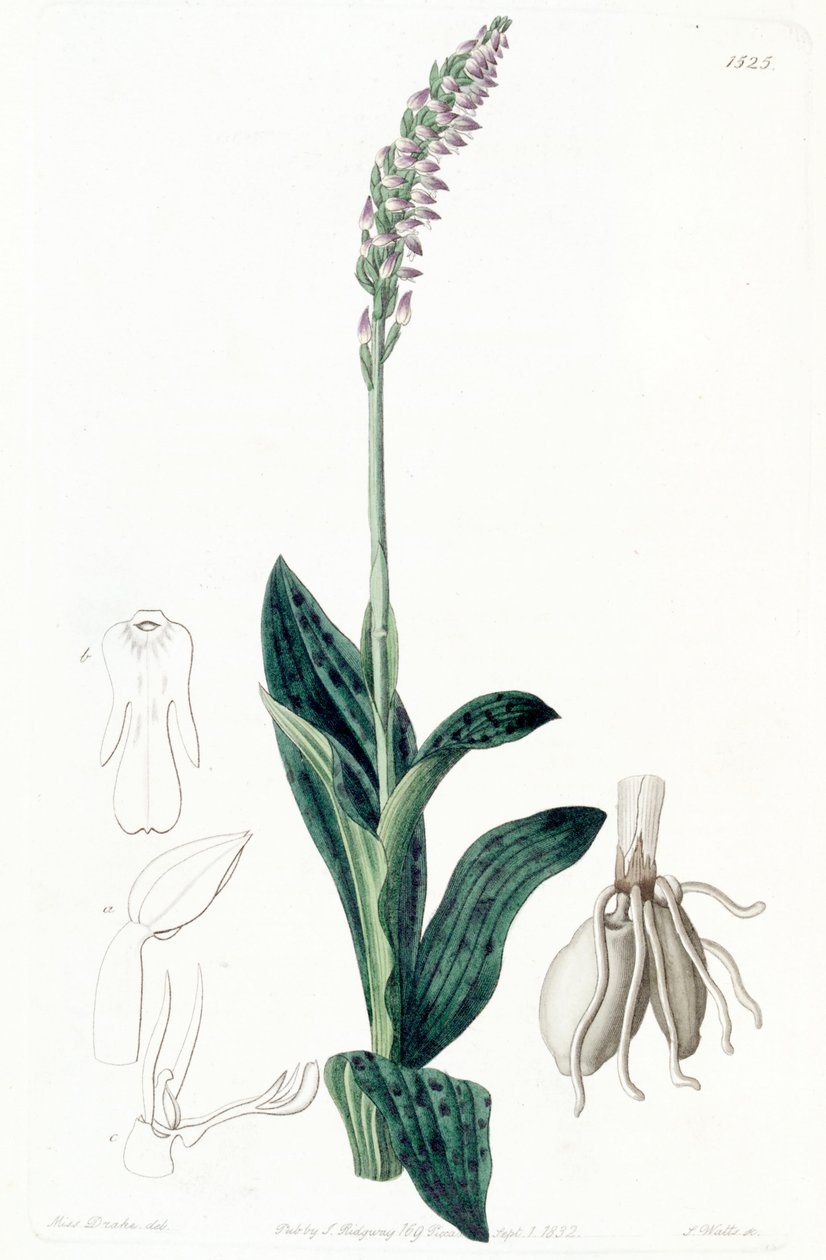 Neotinea maculata (como sin. Aceras secundiflorum) de Miss Drake