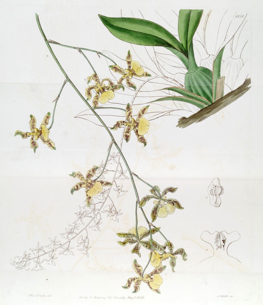 Oncidium altissimum de Miss Drake