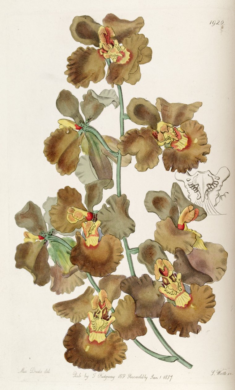 Oncidium crispum de Miss Drake