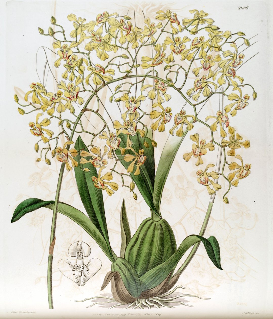 Oncidium deltoideum de Miss Drake