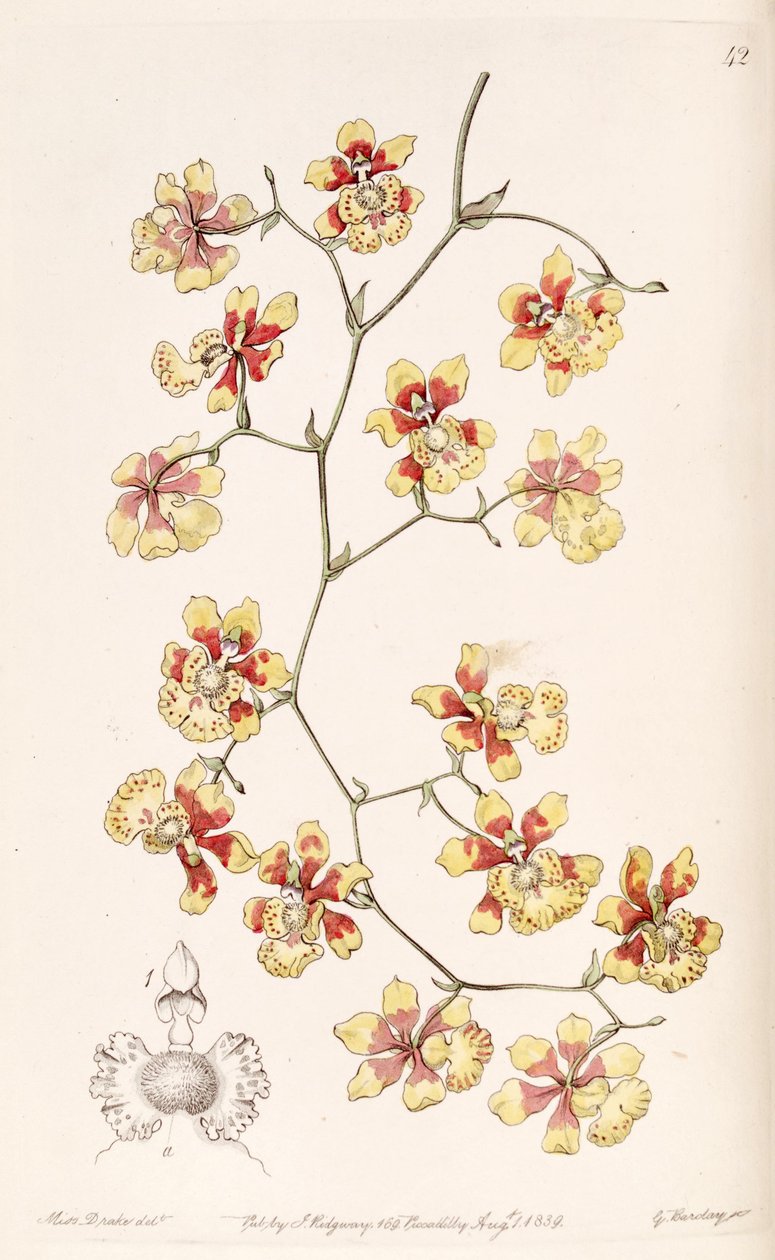 Oncidium divaricatum de Miss Drake