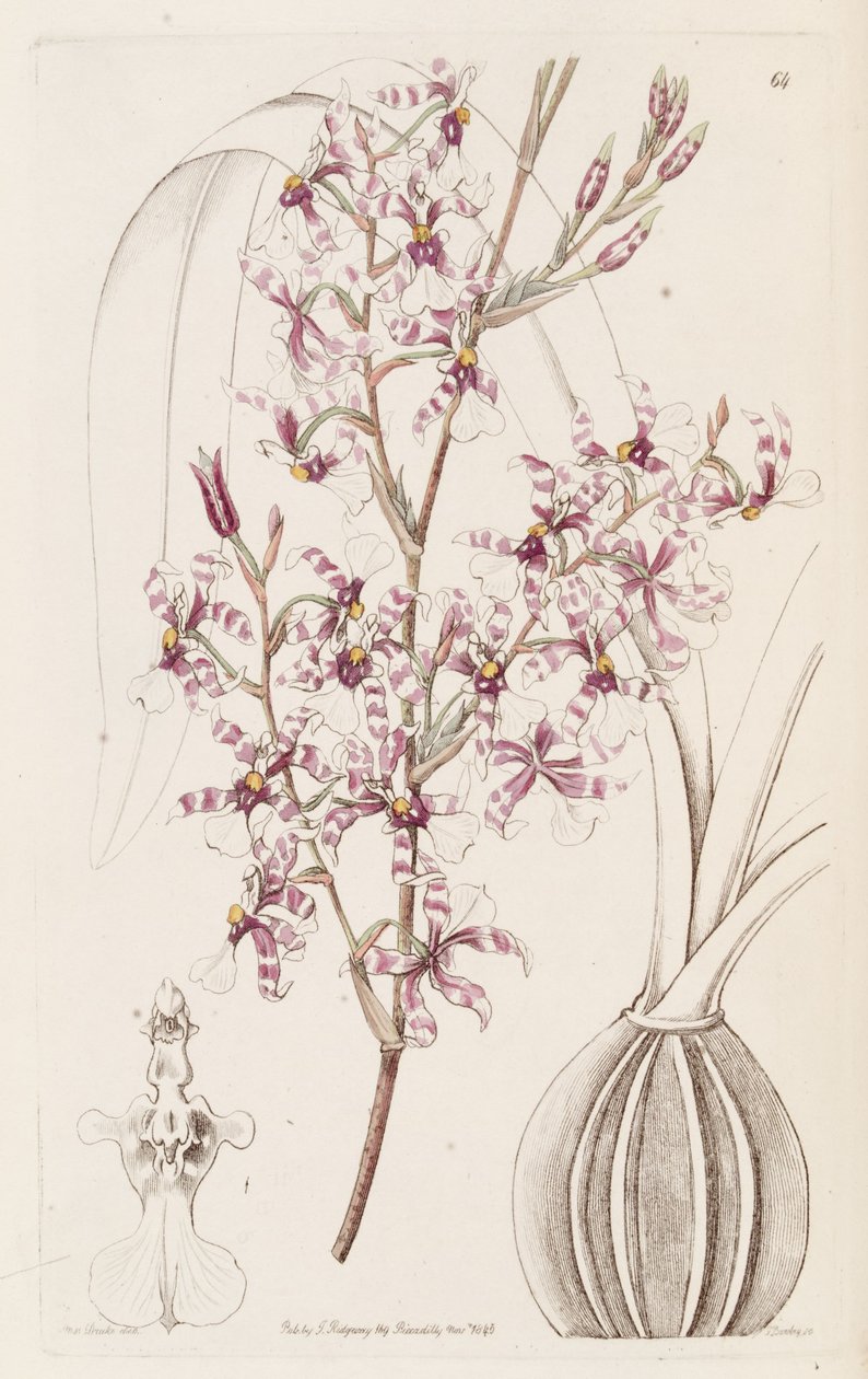 Oncidium incurvum de Miss Drake