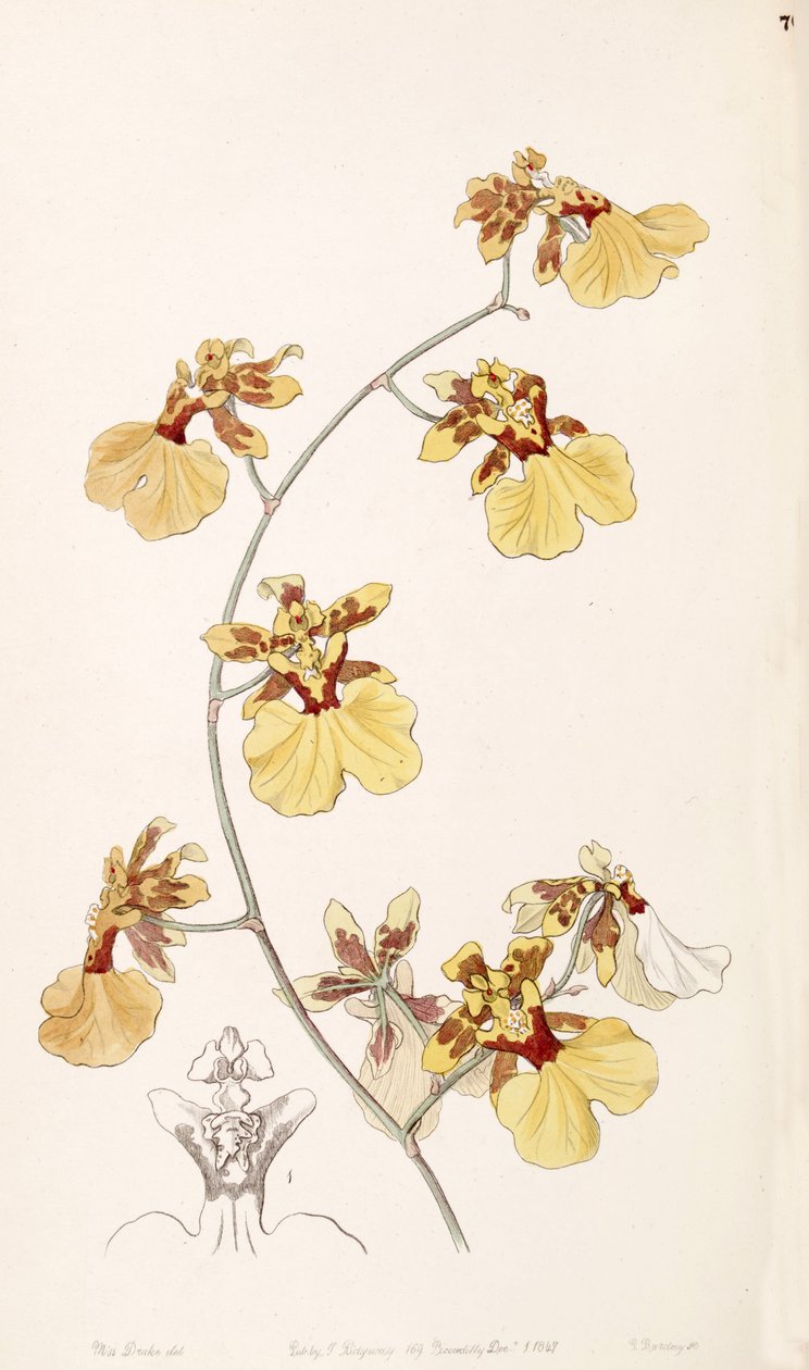 Oncidium reflexum de Miss Drake