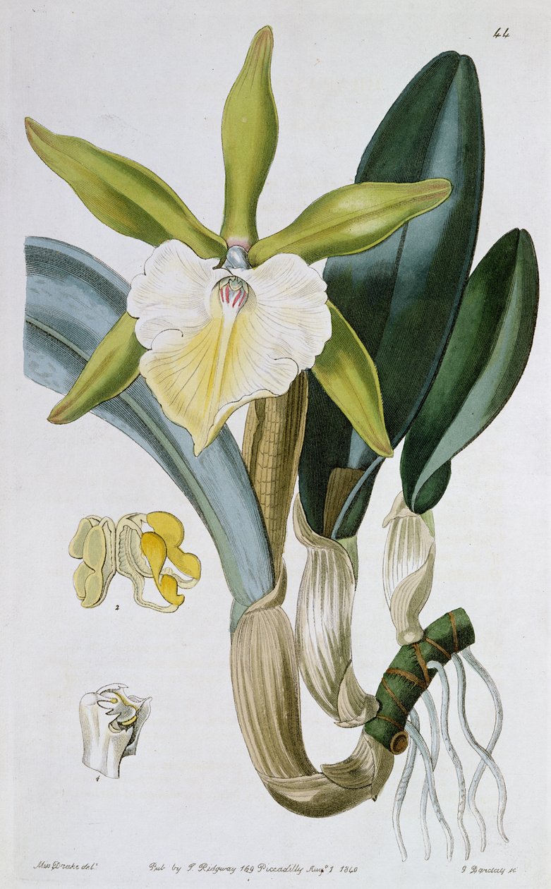 Orquídea: Brassavola glauca, publicada por I. Ridgway, 1846 de Miss Drake