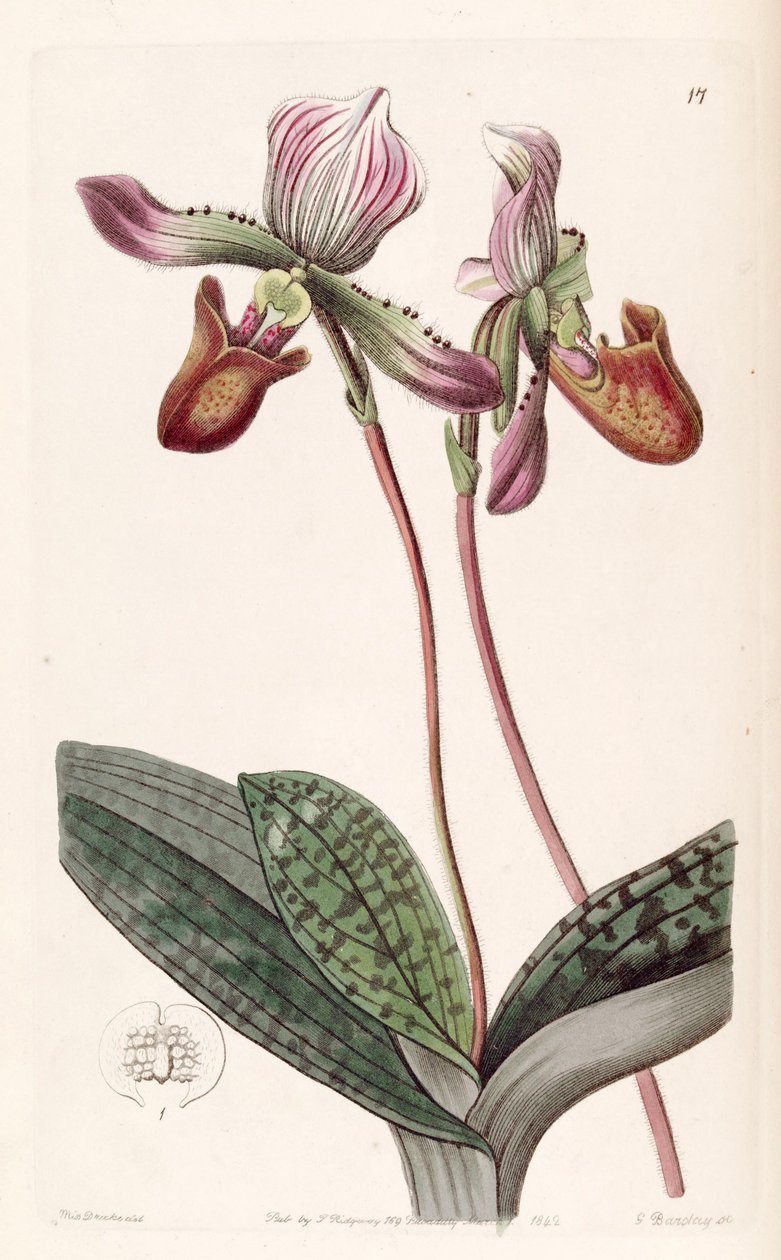 Paphiopedilum barbatum de Miss Drake