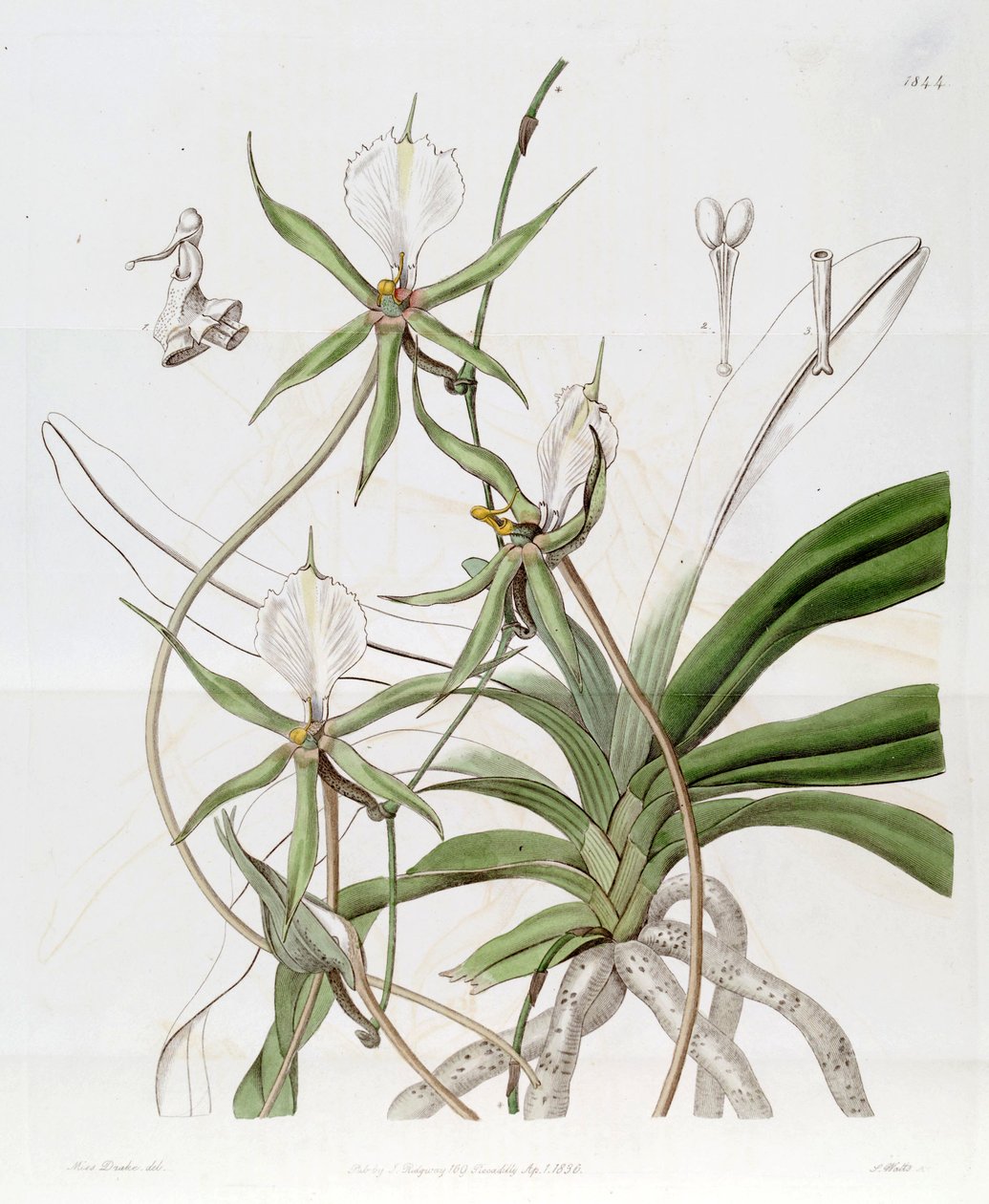 Plectrelminthus caudatus de Miss Drake