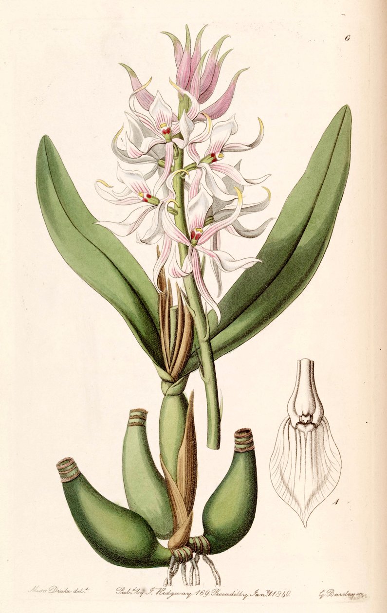 Prosthechea glumacea de Miss Drake