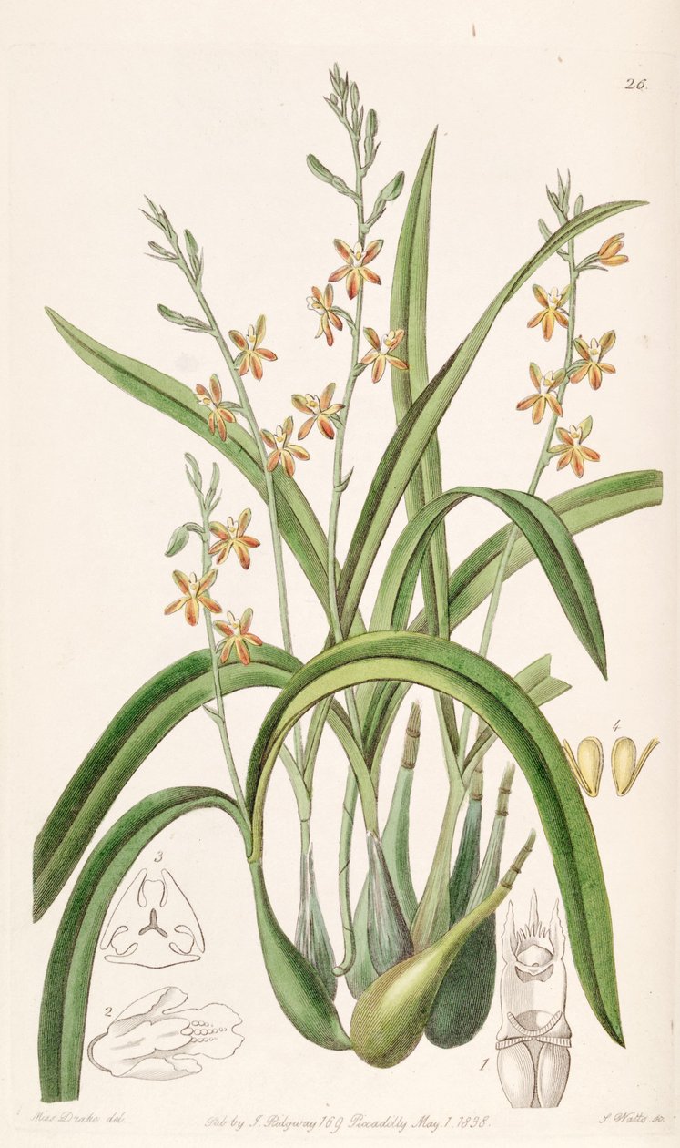 Prosthechea ochracea de Miss Drake