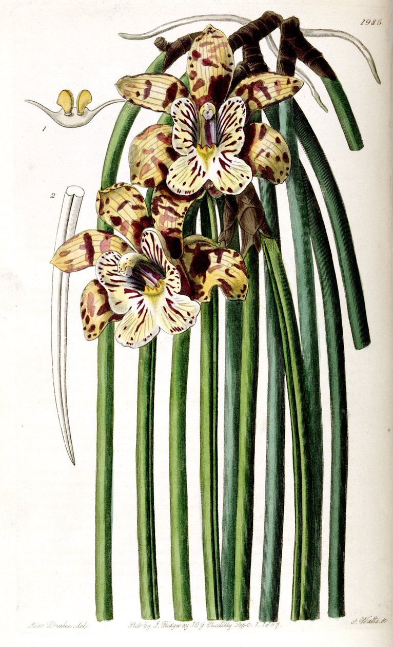 Scuticaria steelei (como sin. Maxillaria steelii) de Miss Drake