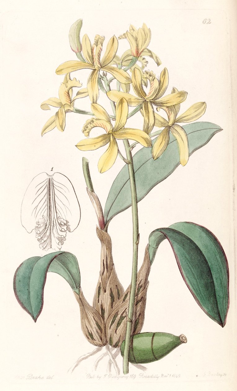 Sophronitis crispata de Miss Drake