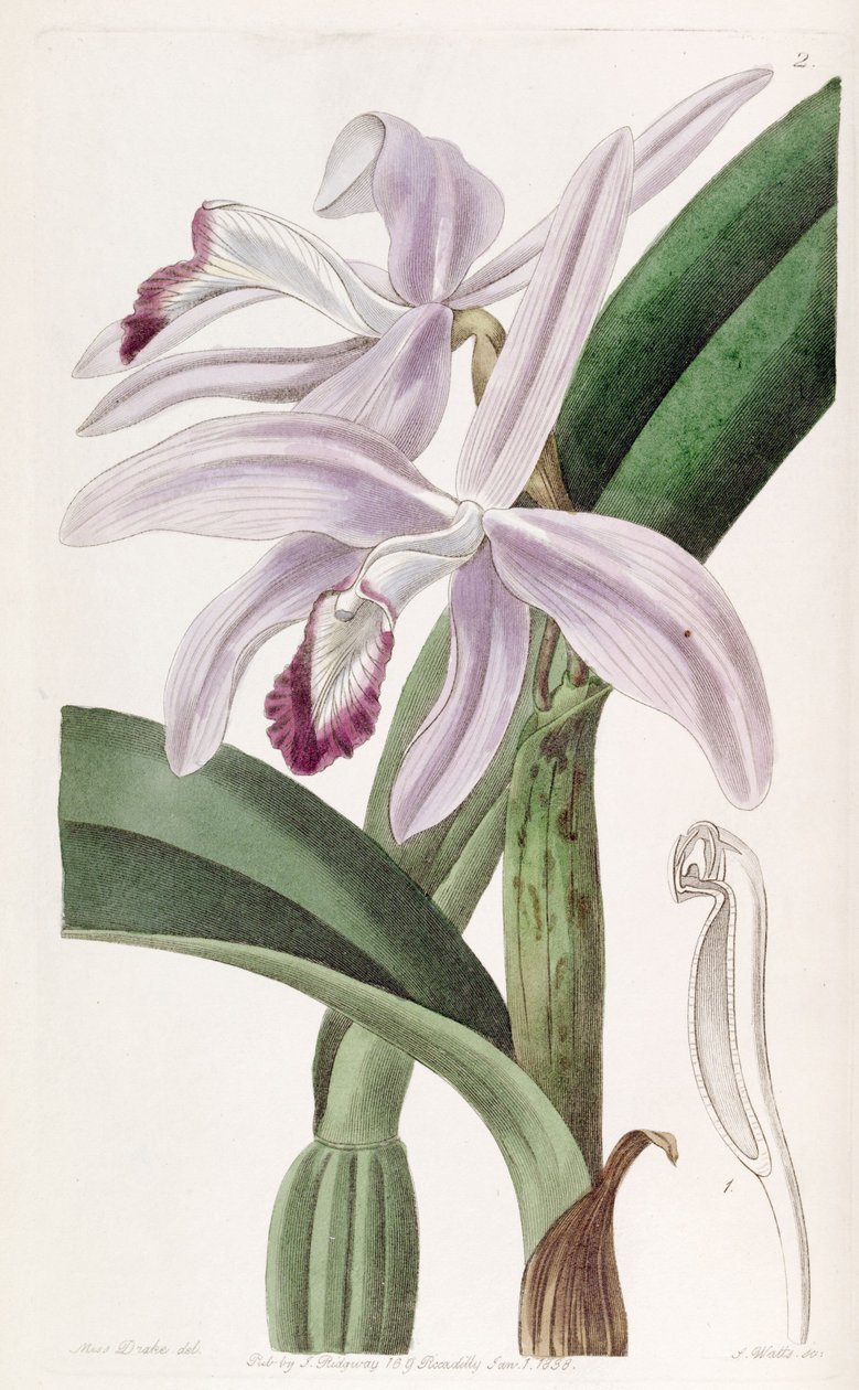 Sophronitis perrinii de Miss Drake